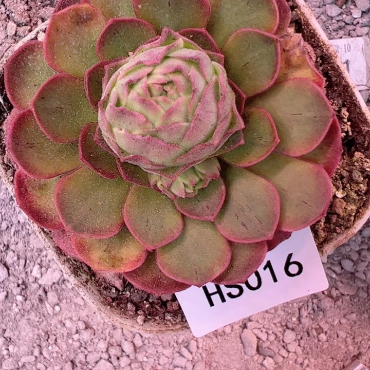 花生 毛x各种 016