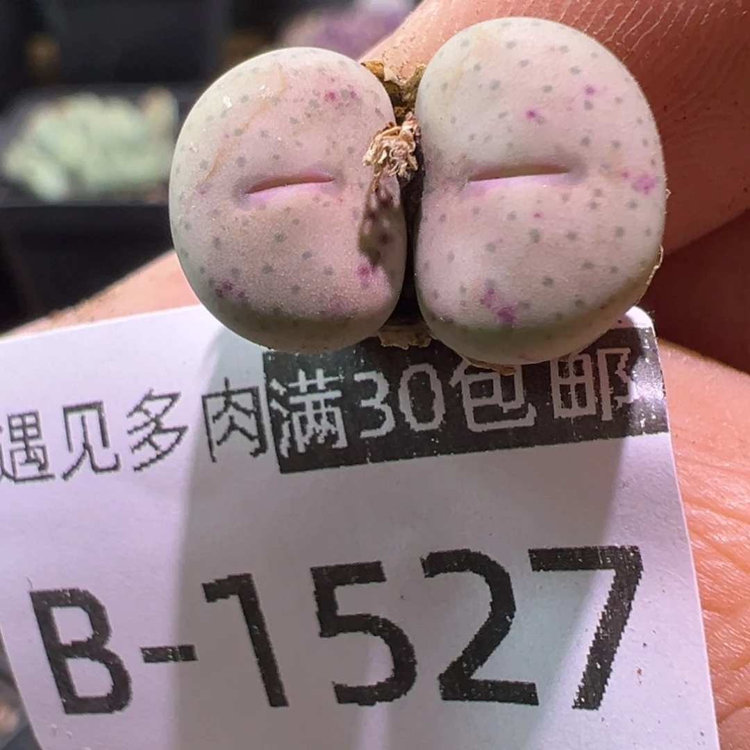 多肉植物111111111111