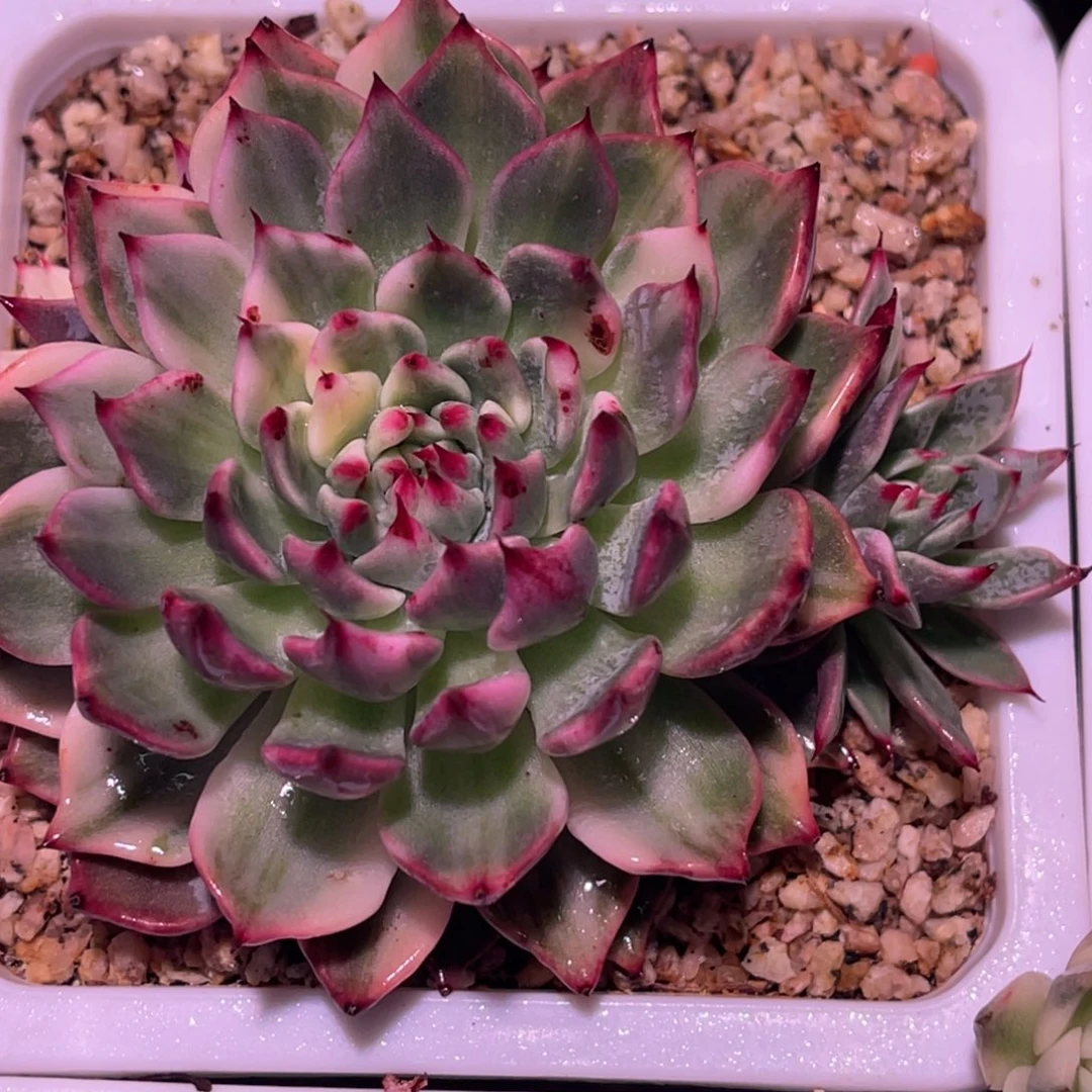 尚品特价原始绿爪锦