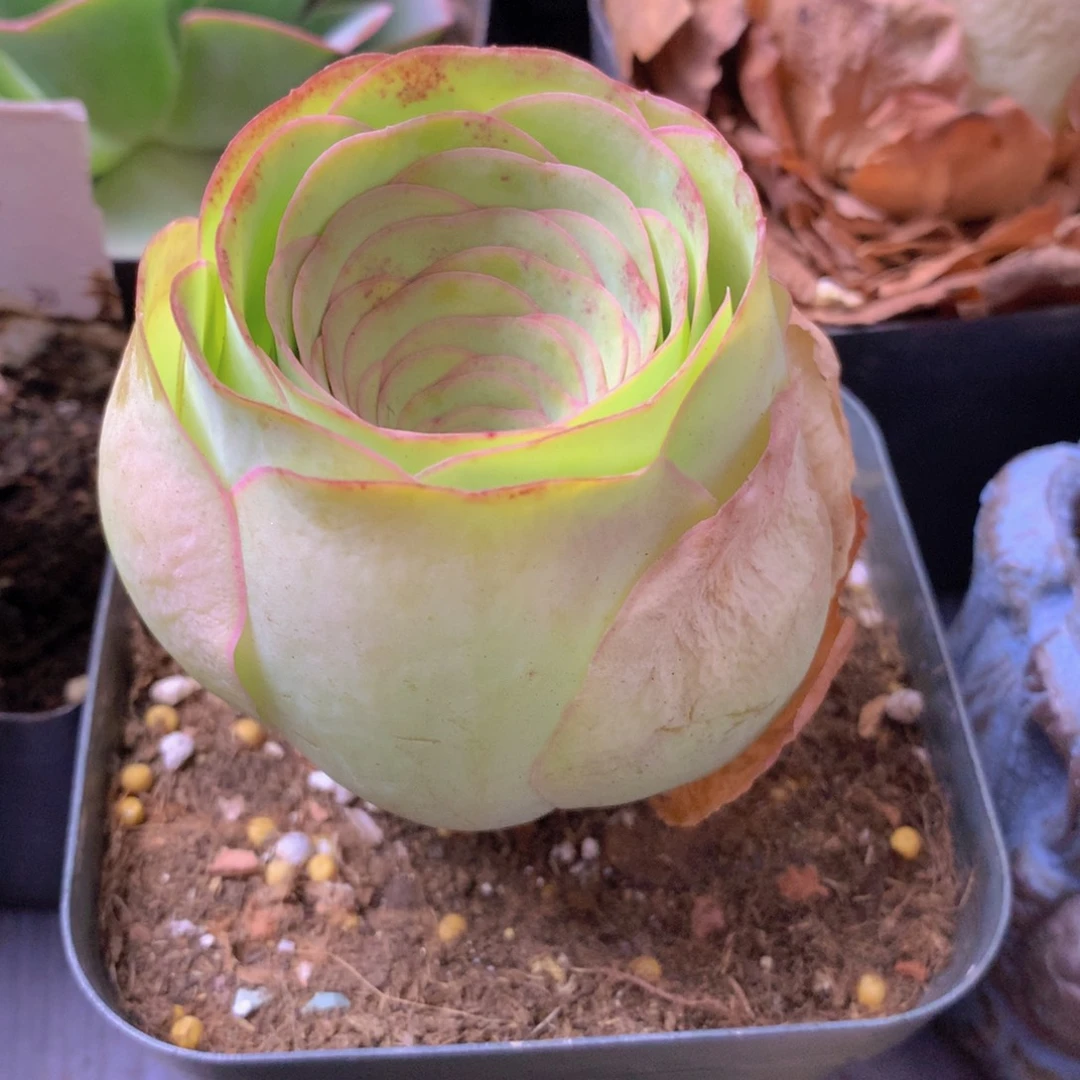 一物一拍星辰福利371