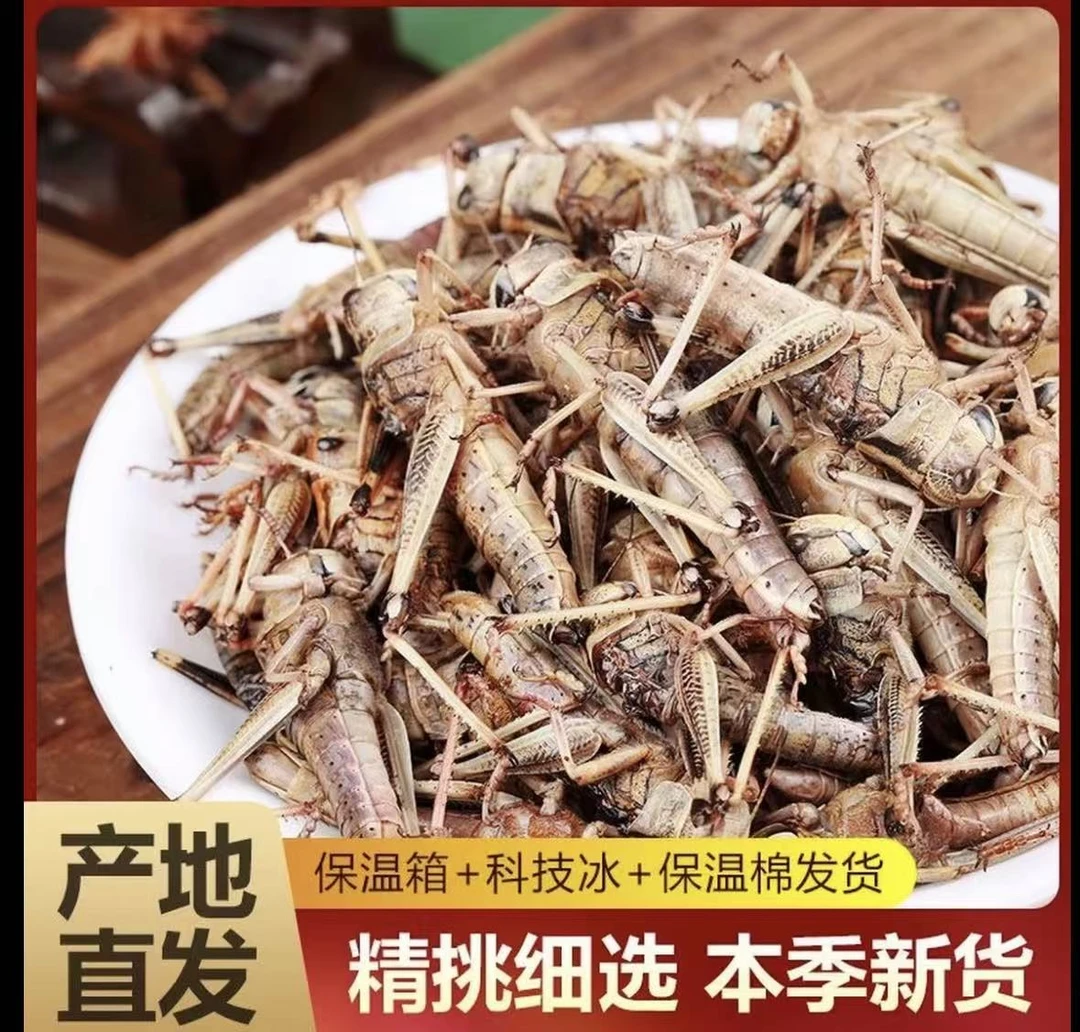 山东特产新鲜蚂蚱 蝗虫 蚱蜢 纯母去翅带籽带黄 活体速冻东亚飞蝗
