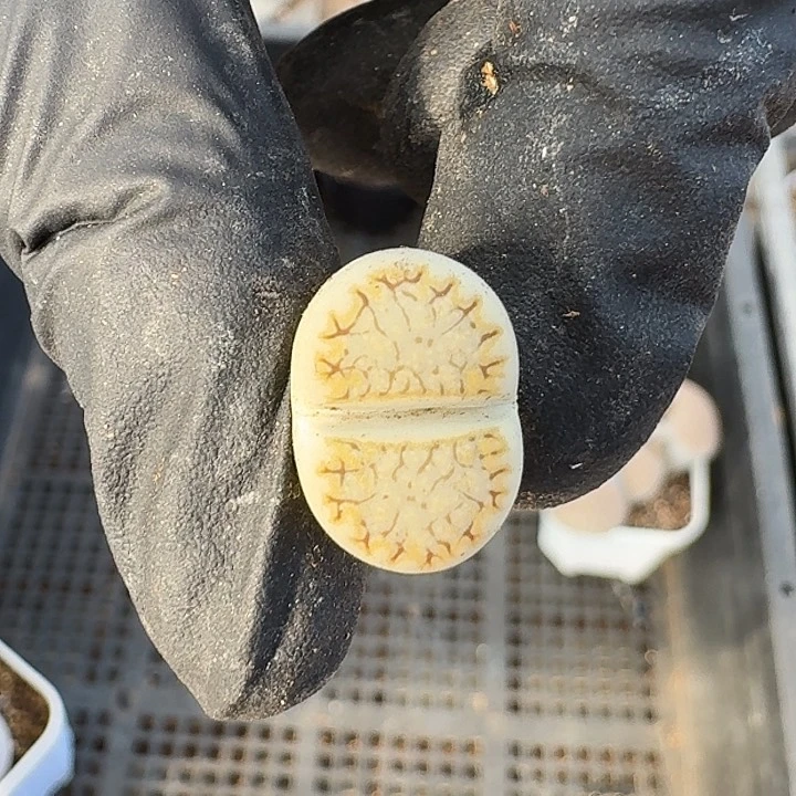 生石花1111。     339