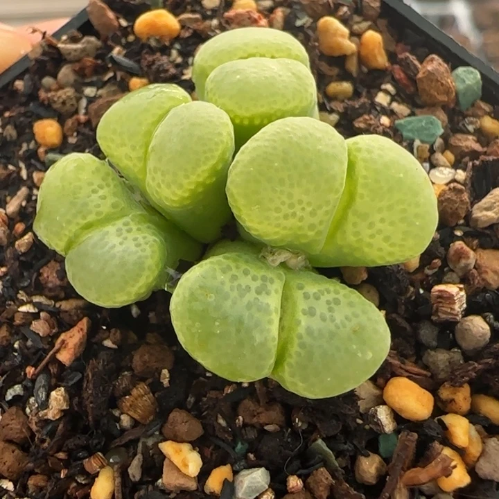 多肉植物超级绿风22号