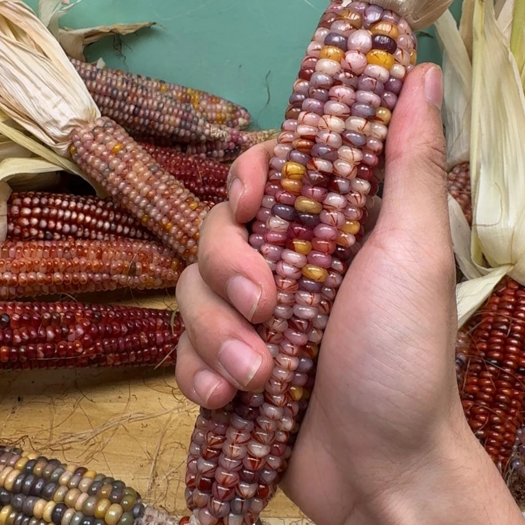 I****柏香籽/百香籽吊坠