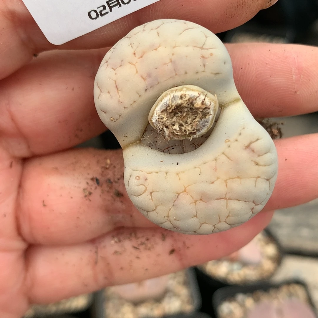 G60多肉植物保护研究所