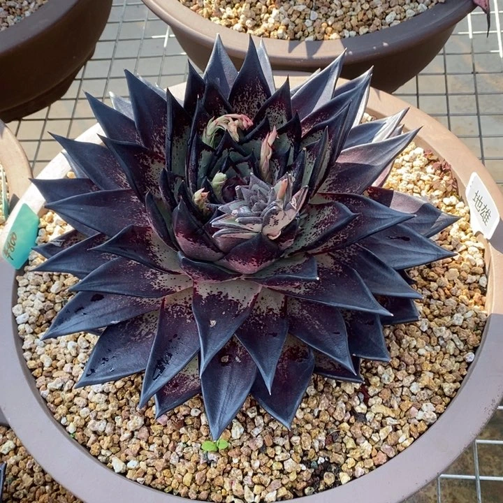 白*枝黑罗刹侧芽B-25.3.5