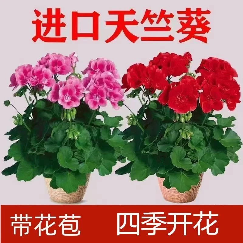 四季开花带花苞天竺葵盆栽花苗大花不断洋绣球苗室内阳台好养花卉