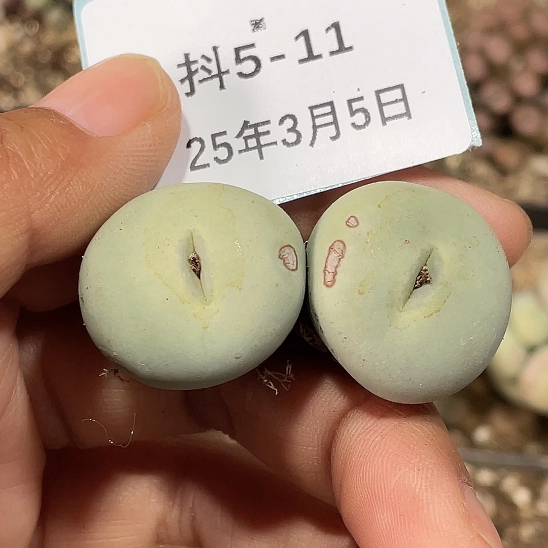 ?5-11肉锥多肉植物