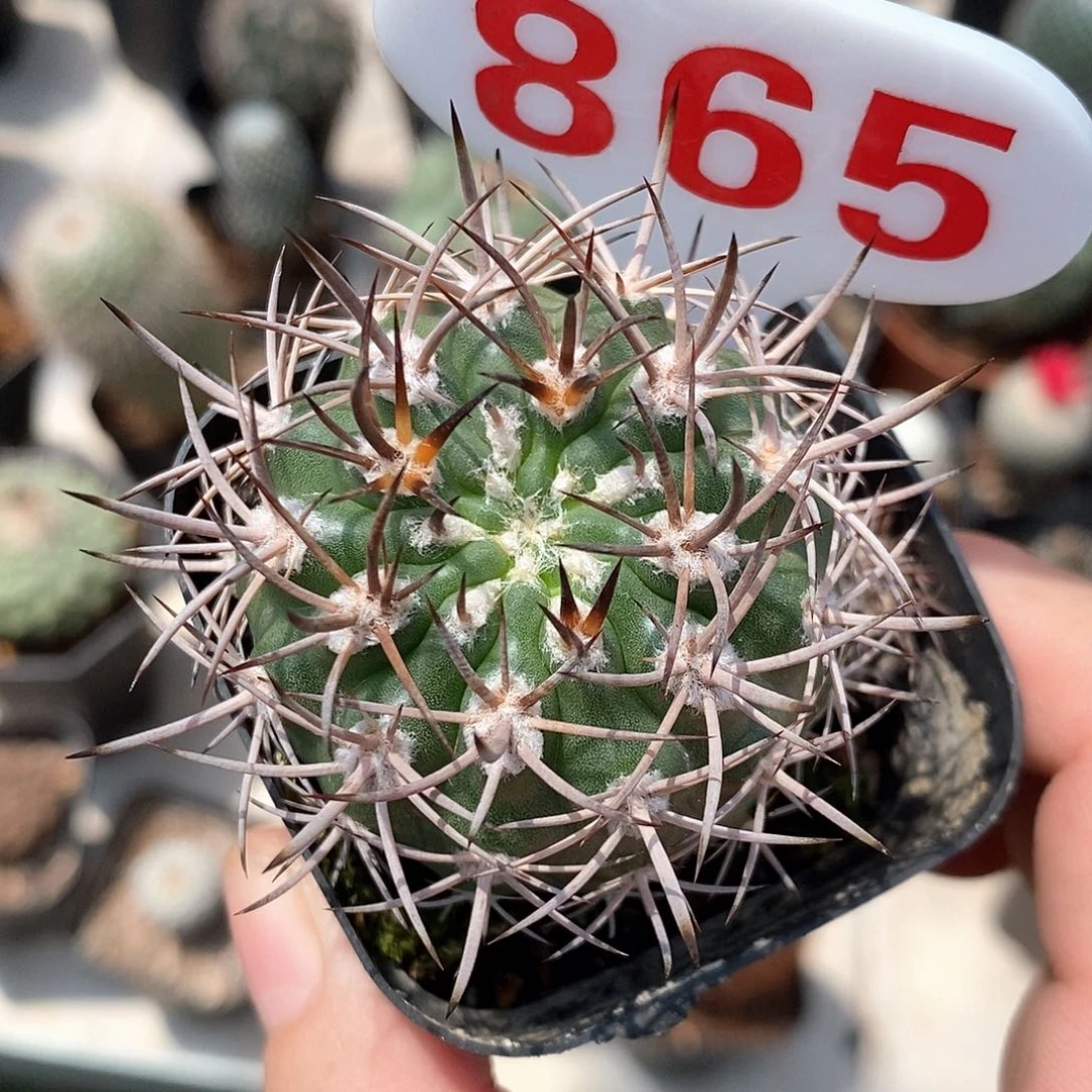 865仙人球产品福利