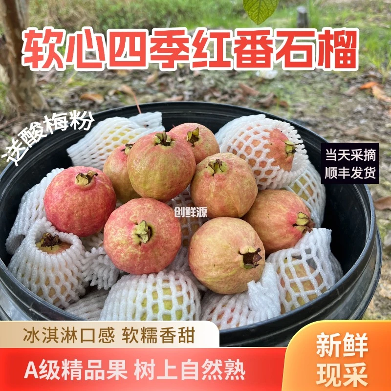 买2-3斤够吃了增城胭脂四季红番石榴鸡屎果软糯香甜