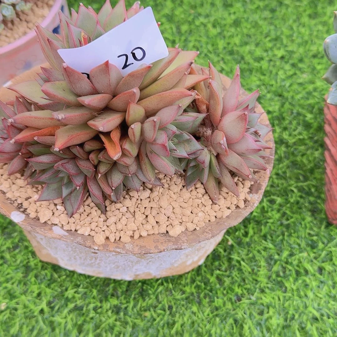 来****张2420大和锦杂交多肉