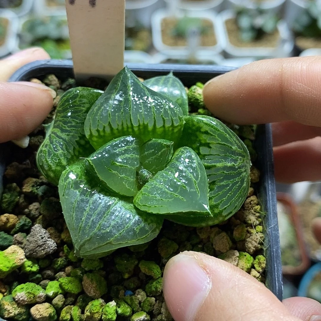 140酒吞童子十二多肉