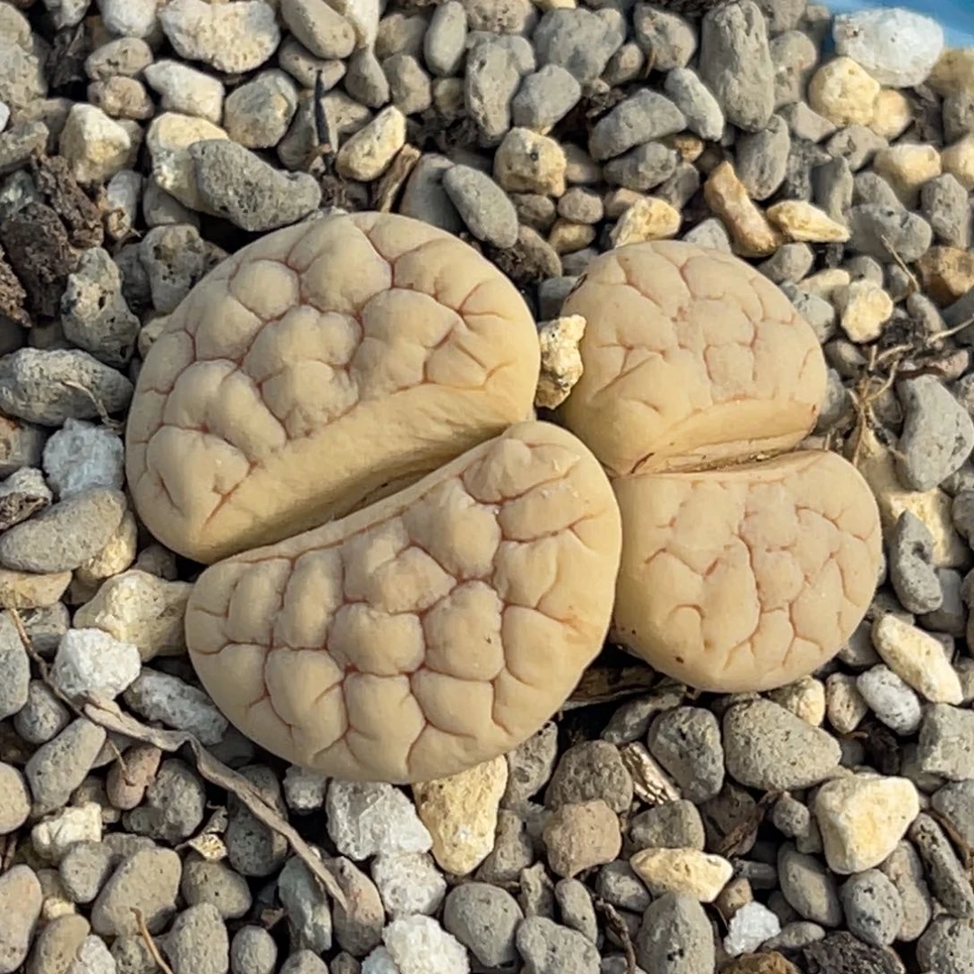 9522双头脑纹189一颗