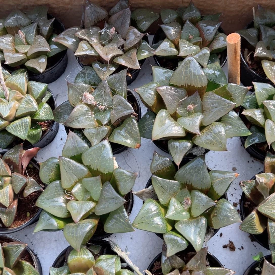 万象盆啊寒湖多肉植物一颗