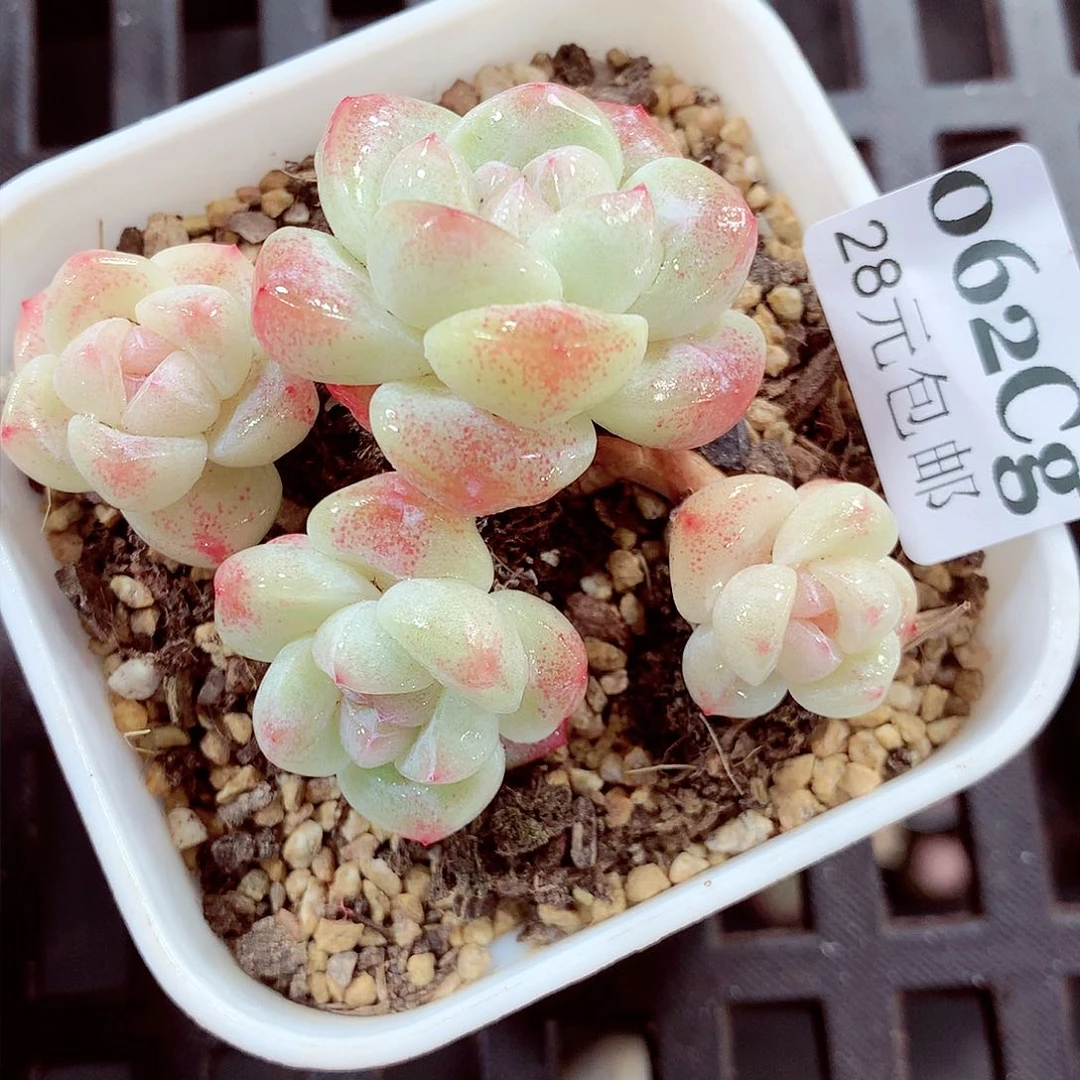 5厘米盆精控多肉062