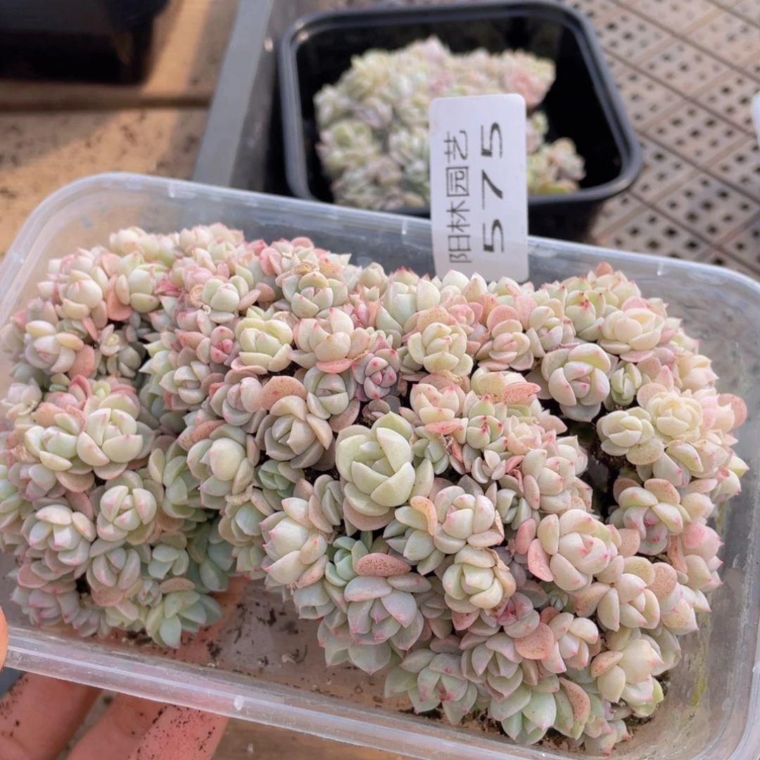 大*妮多肉植物多肉植物575