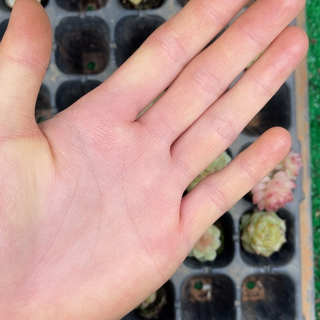 花***。多肉杂交一物一拍1-145