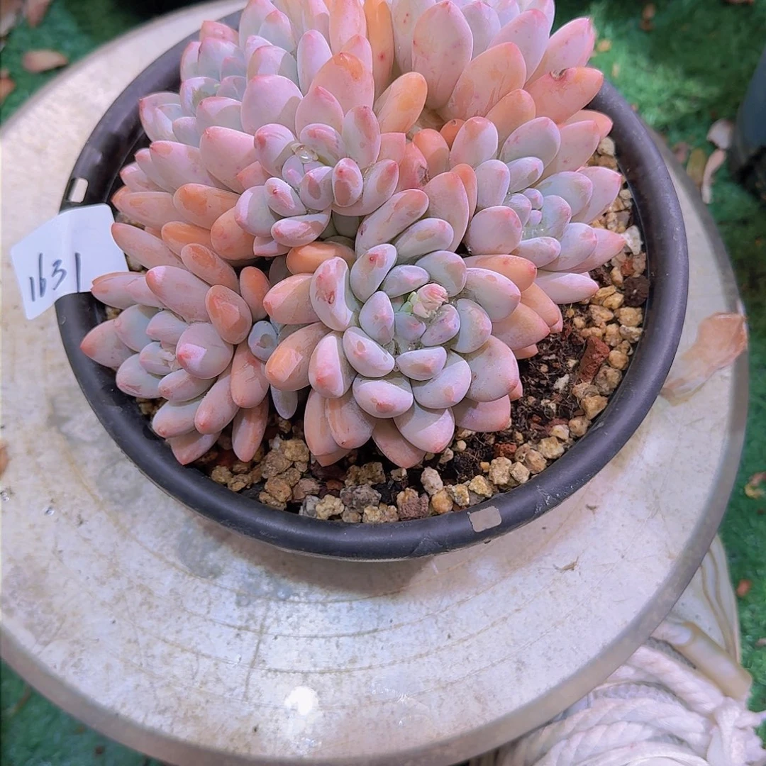 珊*礁1631香水多肉植物