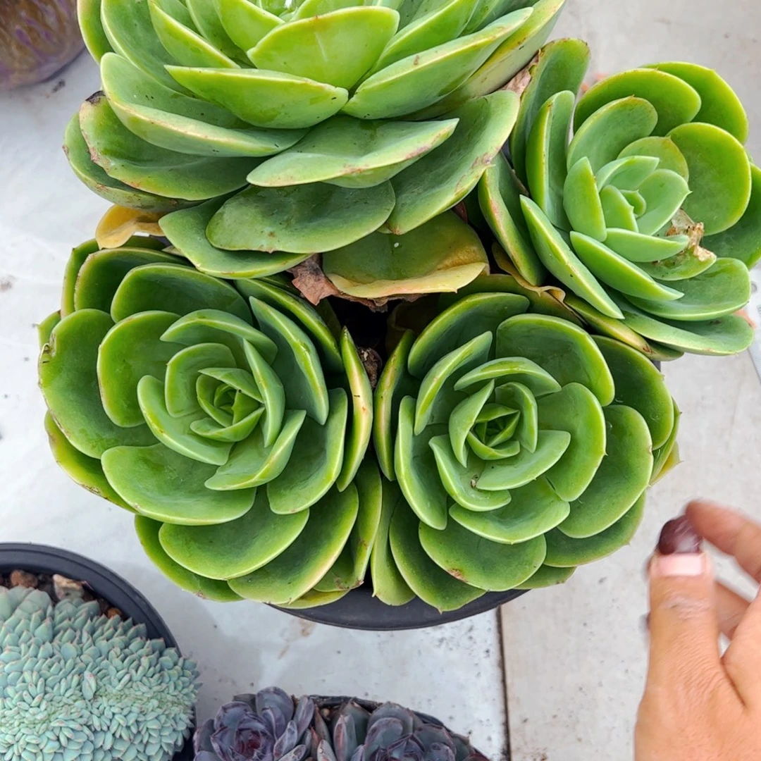 琳***多肉植物组合盆栽