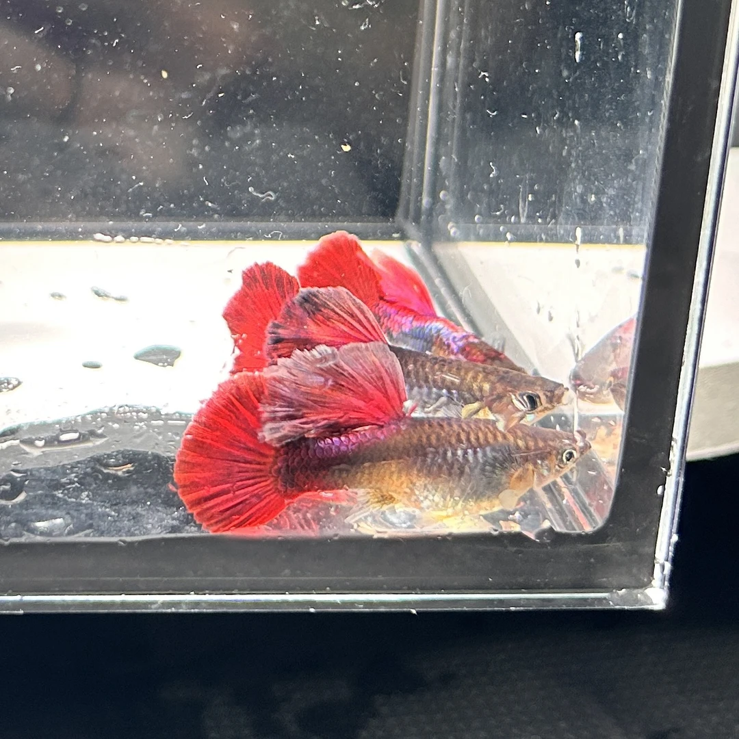 精品菊花帆褶扇孔雀鱼小型热带观赏鱼