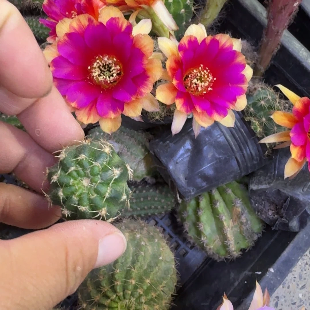 367丽花光环歪无根侧牙3公分左右，20包邮