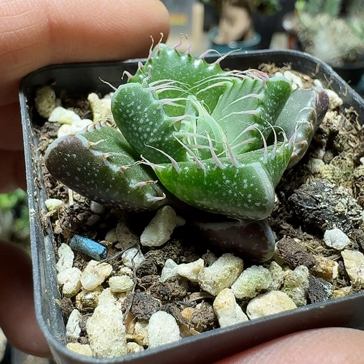 348须鲸脱土发货实生