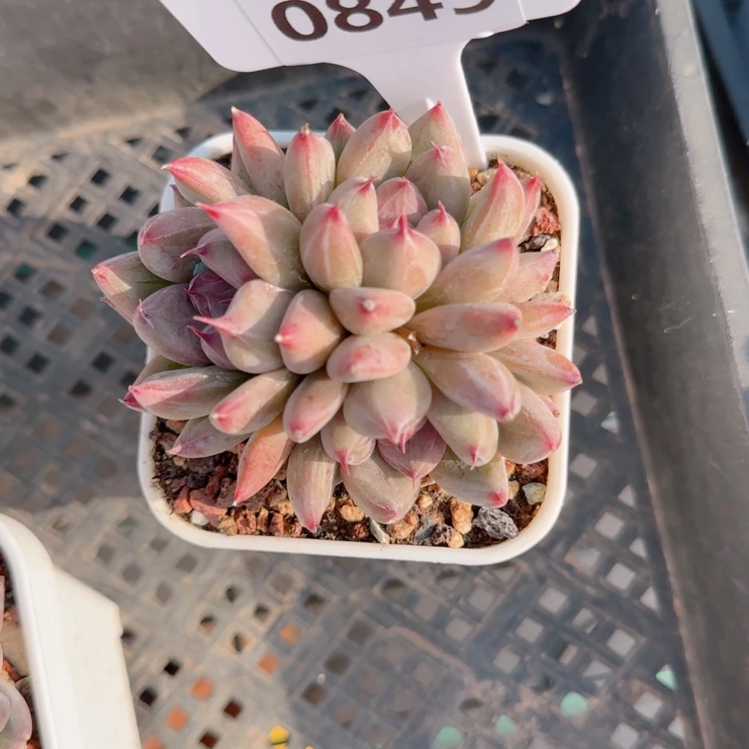 多肉植物0849…………..