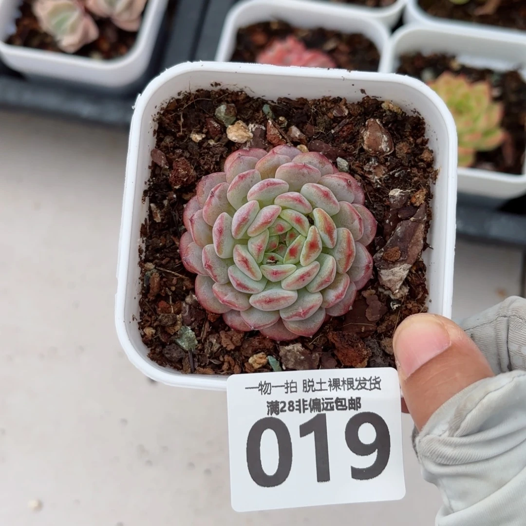 白胖子单头无盆土发货