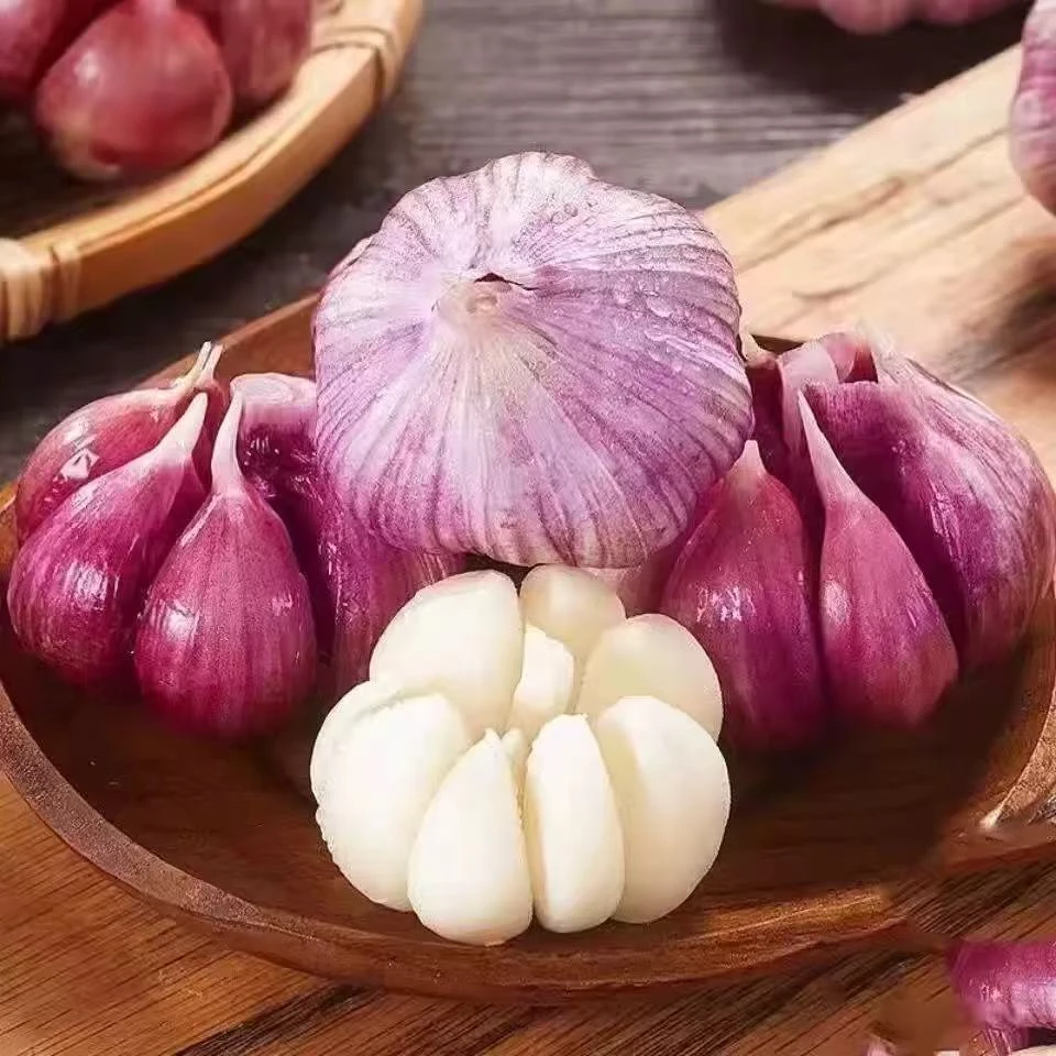 【现挖湿蒜】云南紫皮多瓣蒜新鲜现挖分瓣蒜香辣多汁大蒜头D