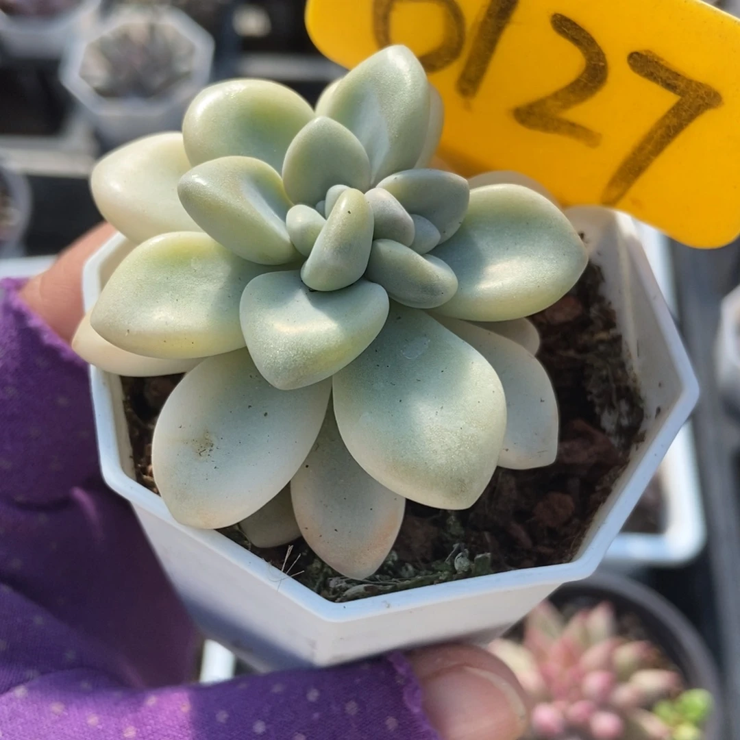 6127艾伦锦多肉植物