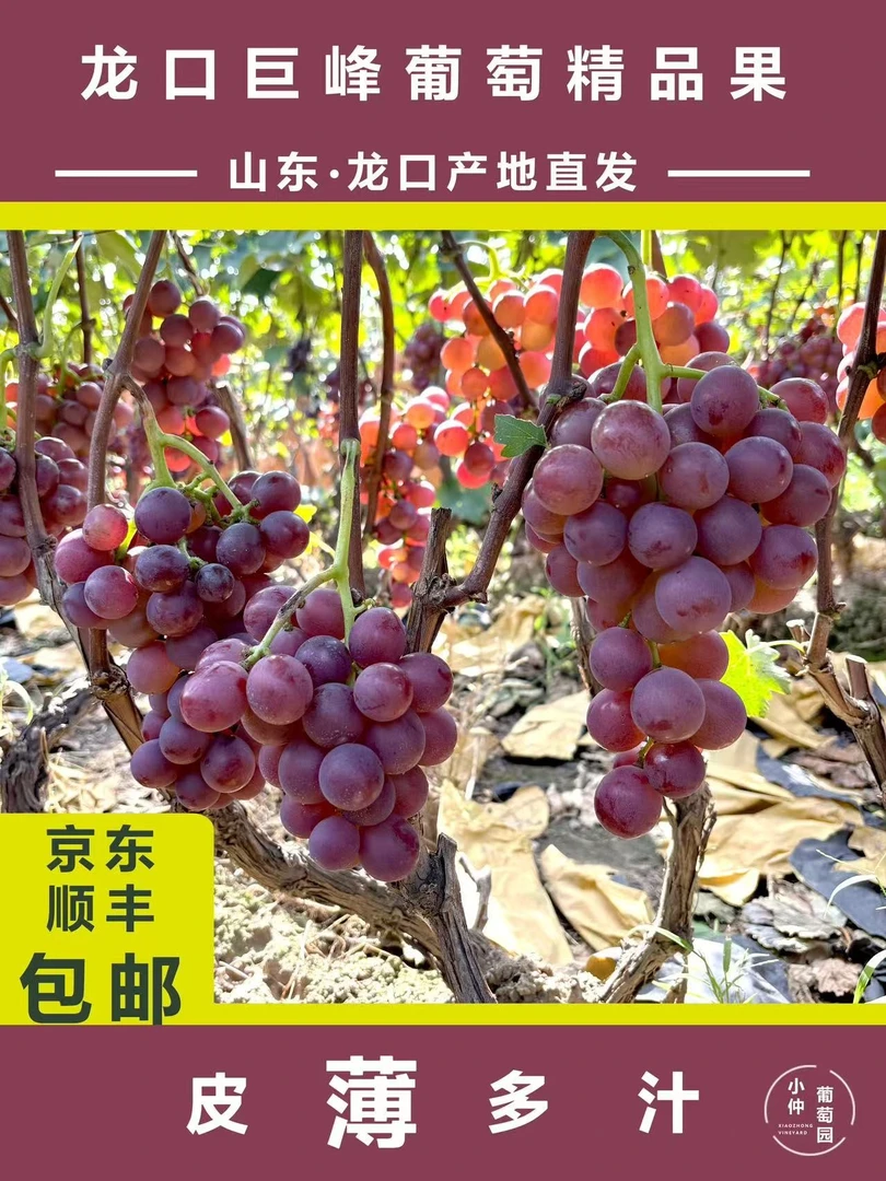 山东龙口巨峰葡萄