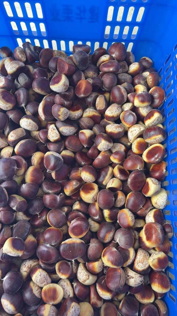 罗田板栗生新鲜毛栗子老树板栗湖北特产红花壳老板栗现摘现发