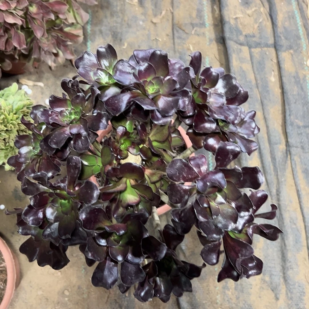 多肉植物巫毒法师123