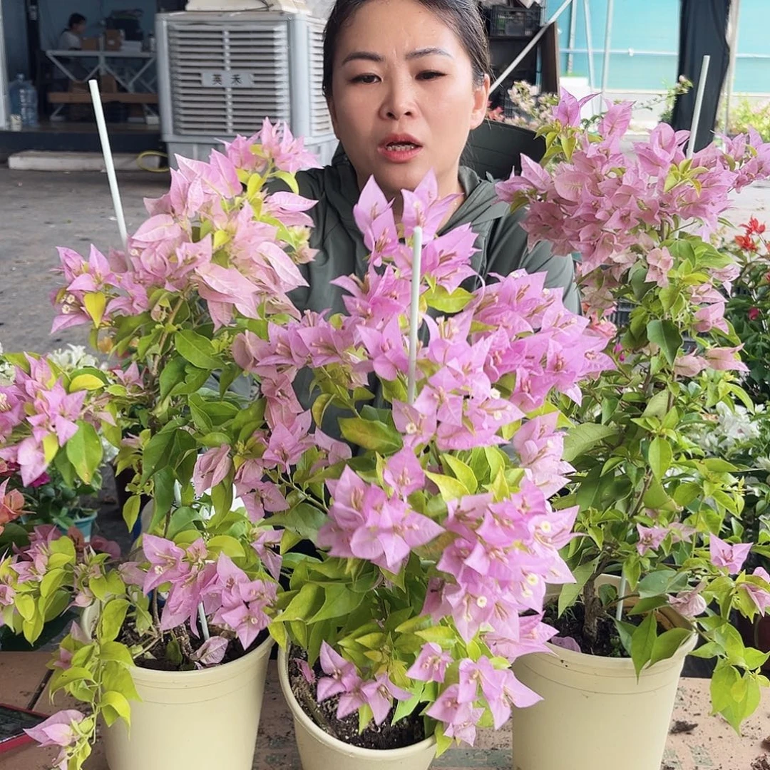 大部分开放少量花苞粉红豹带竹一颗