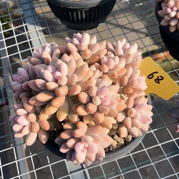 粉恋68号码牌子的话题