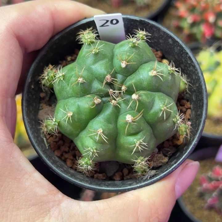 绿巨人侧芽自根带盆土发货