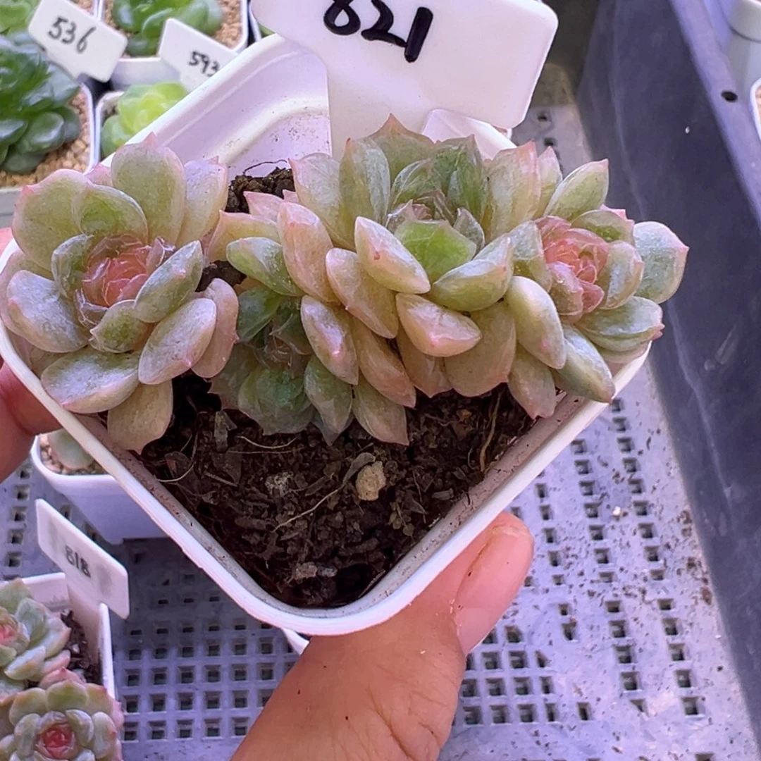 香***吗821号彩恋晗雨多肉植物