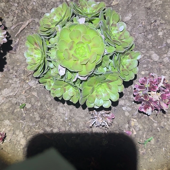 一物一拍多肉法师109