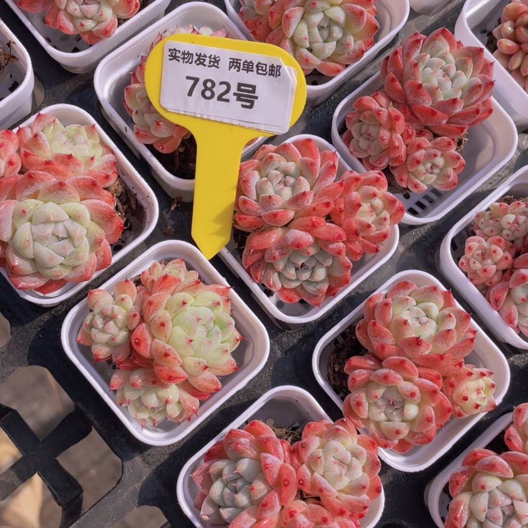 782号如梦令群生一个