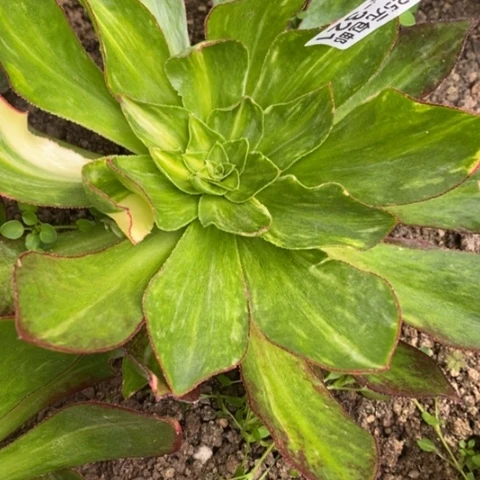 边**枫321魅影七彩满25包邮多肉