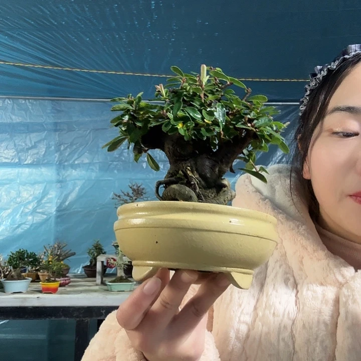 大***苏少量花朵（建议范围：2朵-5朵 或40%以下）开花结果111111