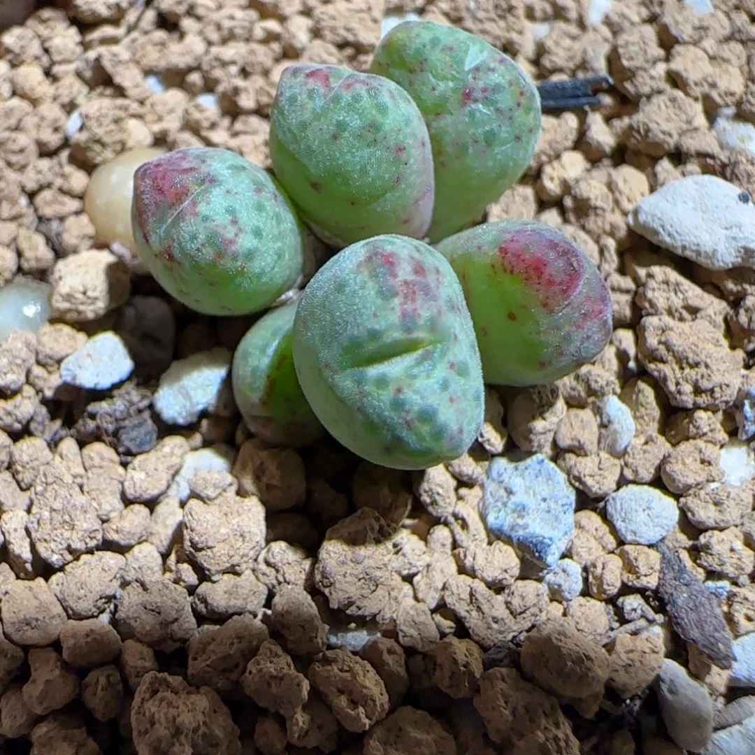 肉锥多肉植物组合-杂交斑马781
