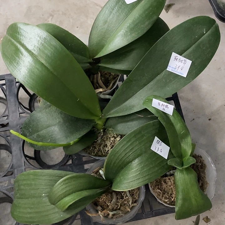 完全开放处理彩虹独角兽3.0➕黄金蟒➕罗马送美杜莎4不售后