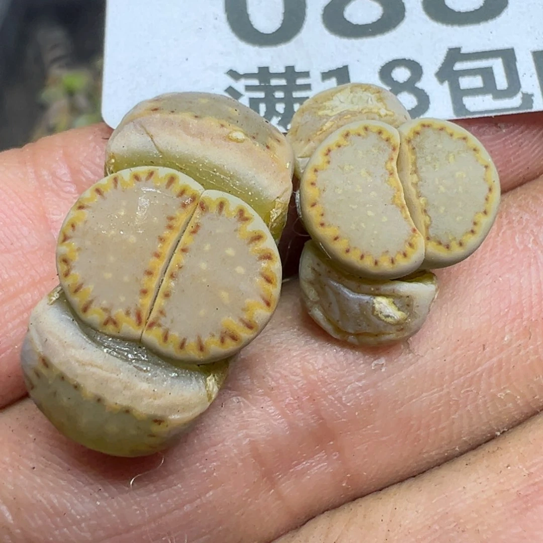 【闪购商品】 088。
