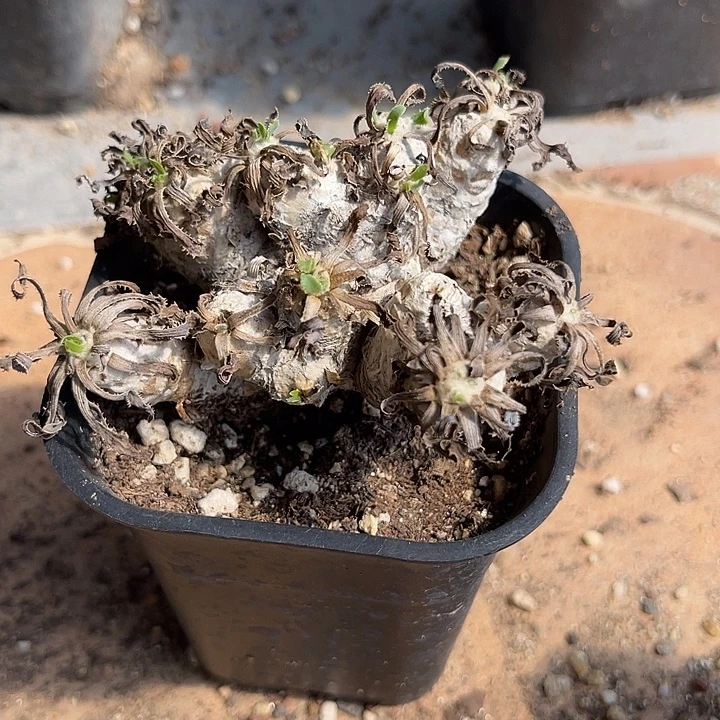 无花朵刨花厚敦菊大老桩