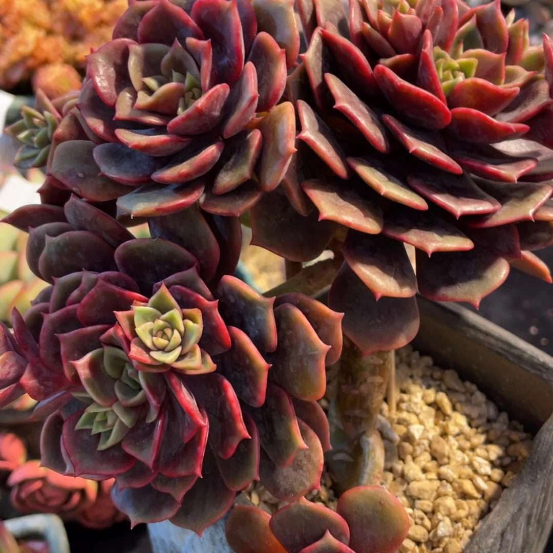 142大红袍群生多肉植物