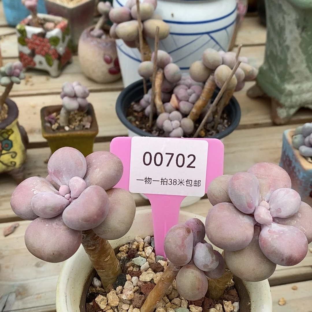 00702，咯组姐姐吐了咯