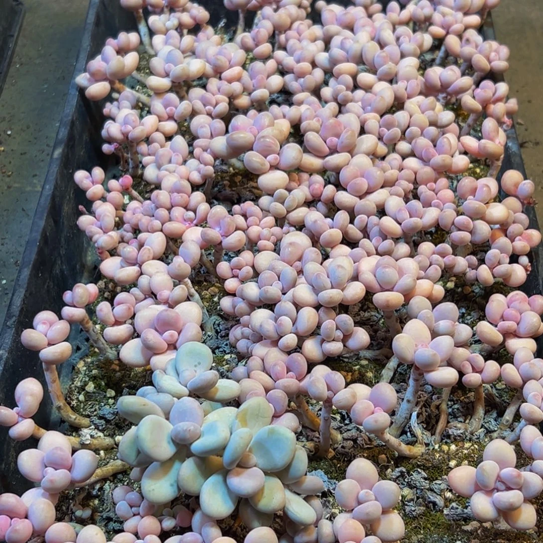 429多肉葡萄的味道是真的