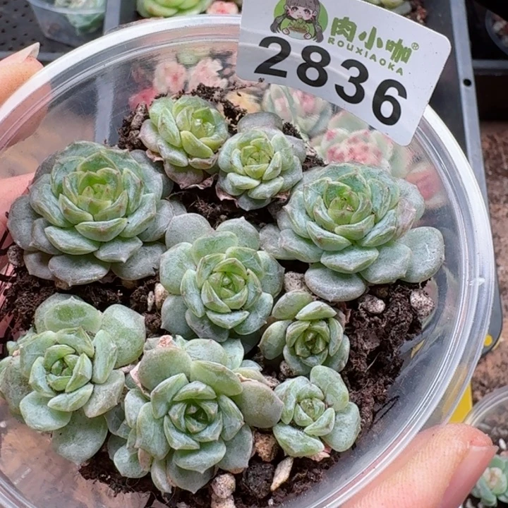 多肉植物多肉植物