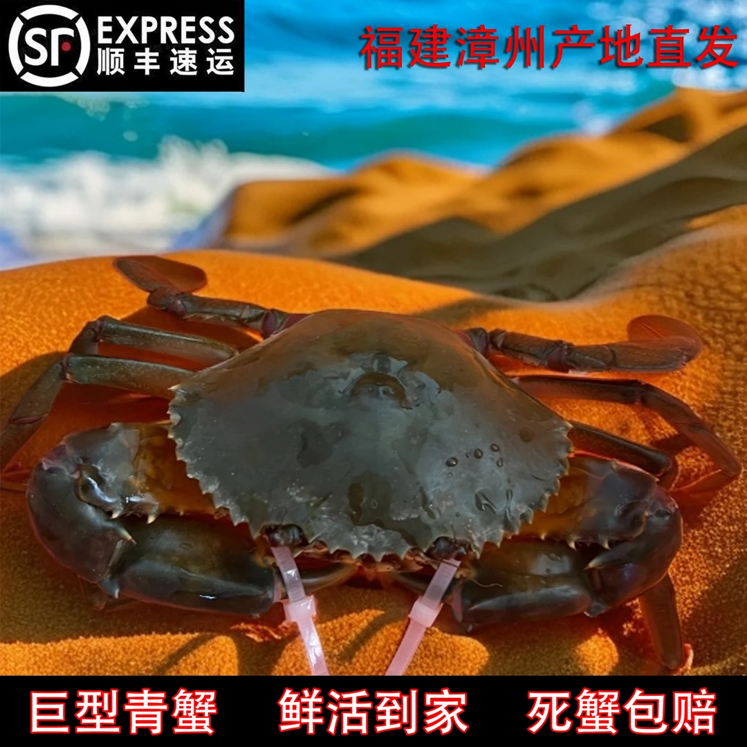 【活蟹】福建漳州本港野生青蟹大公蟹 大肉蟹 鳌大肉厚肉质紧实螃蟹